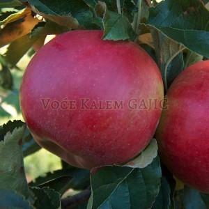 Sadnice voća - Sadnice jabuke Ajdared