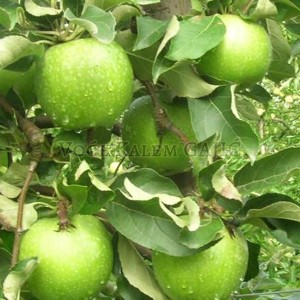 Sadnice voća - Sadnice jabuke Čelendžer