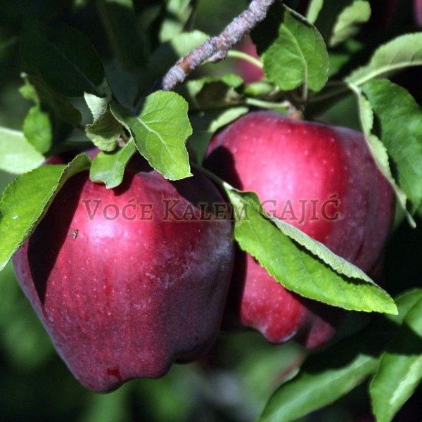 Sadnice jabuke - Sadnice jabuke Crveni Delišes