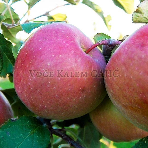 Sadnice jabuke - Sadnice jabuke Fudži