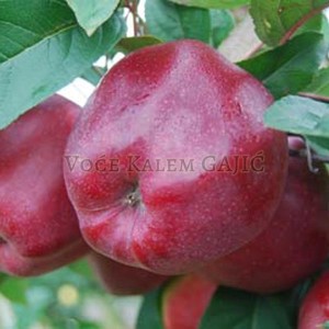 Sadnice voća - Sadnice jabuke Gloster
