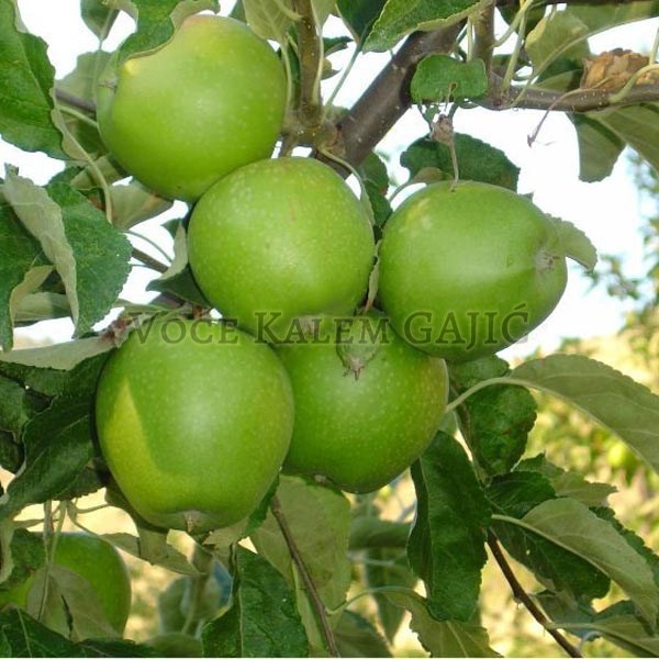Sadnice jabuke - Sadnice jabuke Greni Smit