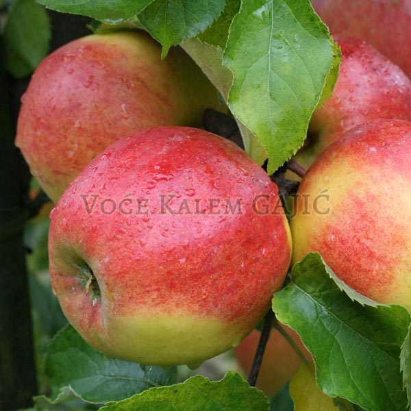 Sadnice jabuke - Sadnice jabuke Jonagold