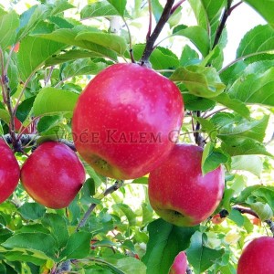 Sadnice voća - Sadnice jabuke Pink Lejdi