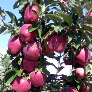 Sadnice voća - Sadnice jabuke Red Čif