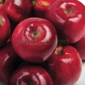 Sadnice voća - Sadnice jabuke Red Top