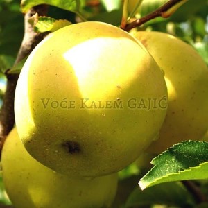 Sadnice voća - Sadnice jabuke Zlatni Delišes