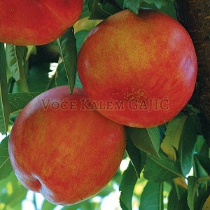 Sadnice voća - Sadnice nektarine Kaldezi