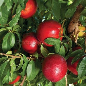 Sadnice voća - Sadnice nektarine Majska Vatra