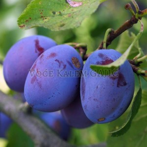 Sadnice voća - Sadnice šljive Bluefree