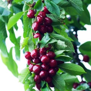 Sadnice voća - Sadnice trešnje Burlat