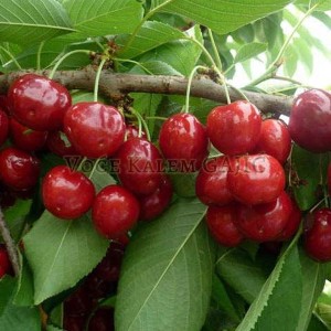 Sadnice voća - Sadnice trešnje Lapins