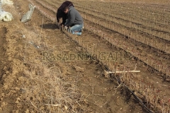 vocne-sadnice06