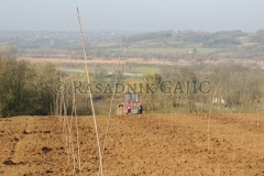 vocne-sadnice08