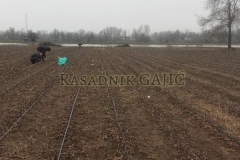 vocne-sadnice11