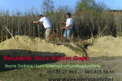 vocne-sadnice13