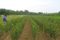 vocne-sadnice15