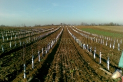 vocne-sadnice16
