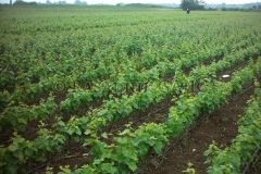 vocne-sadnice17