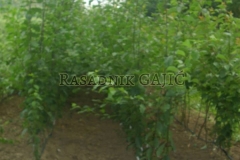 vocne-sadnice29