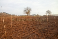 vocne-sadnice30
