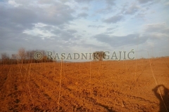 vocne-sadnice32