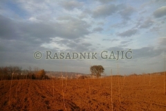 vocne-sadnice33