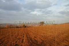 vocne-sadnice34