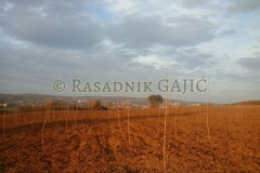 vocne-sadnice36