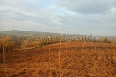 vocne-sadnice37