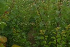 vocne-sadnice38