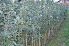 vocne-sadnice41